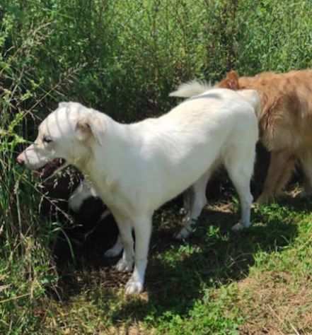 CANE IN ADOZIONE COLETTE, simil labrador.