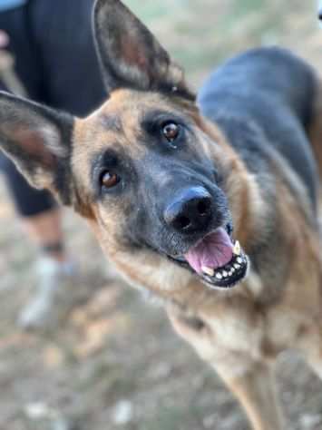 Cane in adozione -Daisy Giovane Pastore Tedesco Femmina