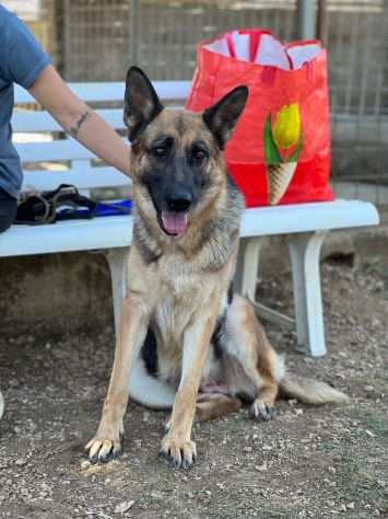 Cane in adozione -Daisy Giovane Pastore Tedesco Femmina