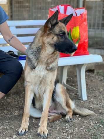 cane in adozione - Daisy pastore tedesco giovane