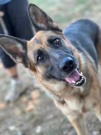 cane in adozione - Daisy pastore tedesco giovane