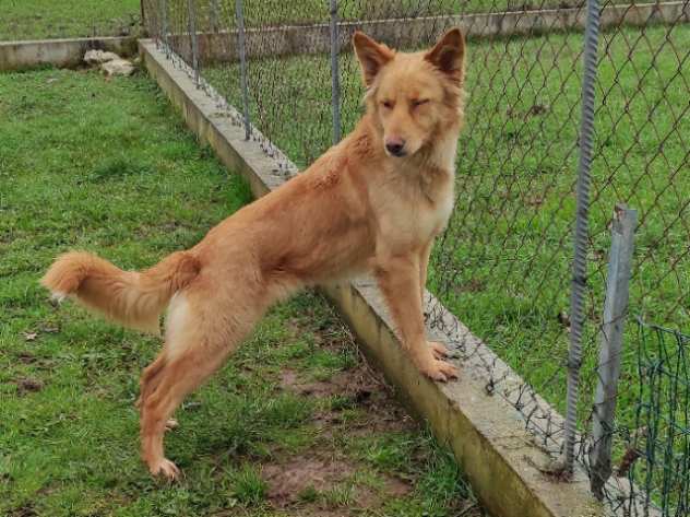 CANE IN ADOZIONE EDITH, taglia media