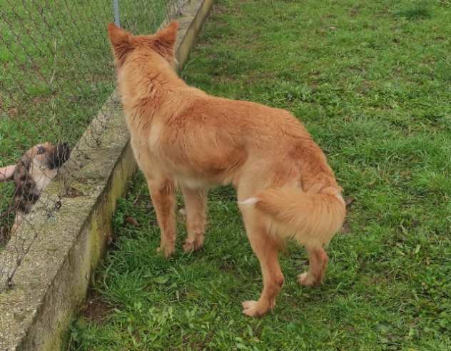 CANE IN ADOZIONE EDITH, taglia media