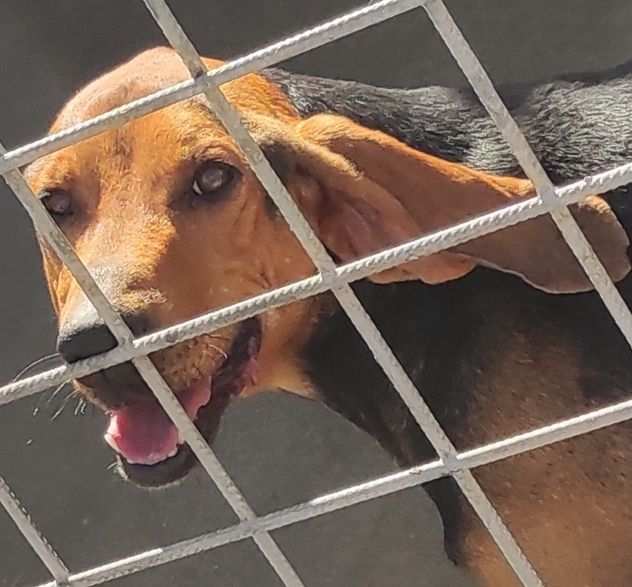 CANE IN ADOZIONE ELIOS, uno splendore in gabbia.