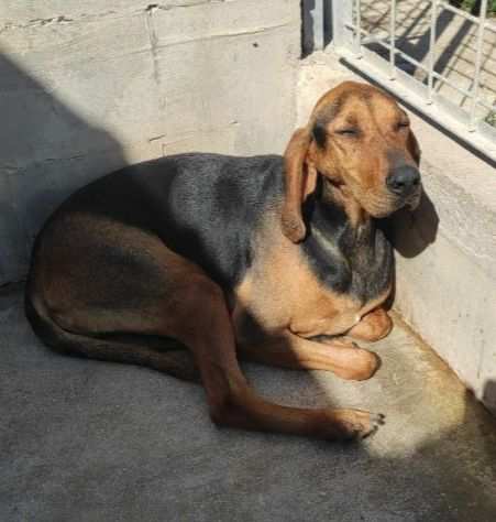 CANE IN ADOZIONE ELIOS, uno splendore in gabbia.