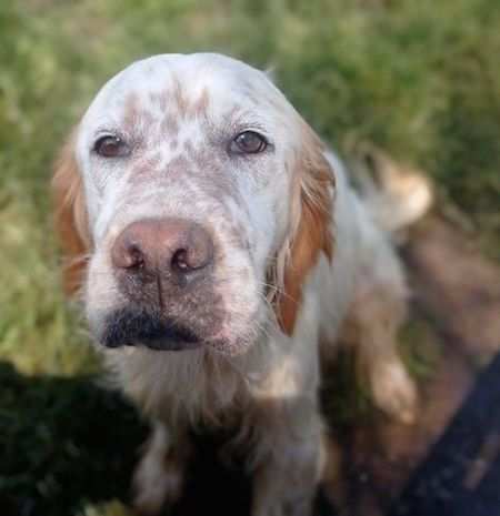 CANE IN ADOZIONE ERMAL