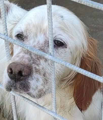 CANE IN ADOZIONE ERMAL un regalo sotto lalbero.