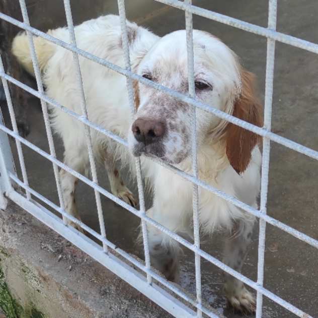 CANE IN ADOZIONE ERMAL un regalo sotto lalbero.