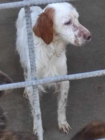 CANE IN ADOZIONE ERMAL un regalo sotto lalbero.