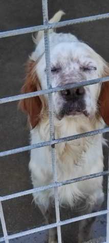 CANE IN ADOZIONE ERMAL un regalo sotto lalbero.