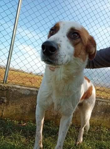 CANE IN ADOZIONE FRESBEE, dolce e socievole.