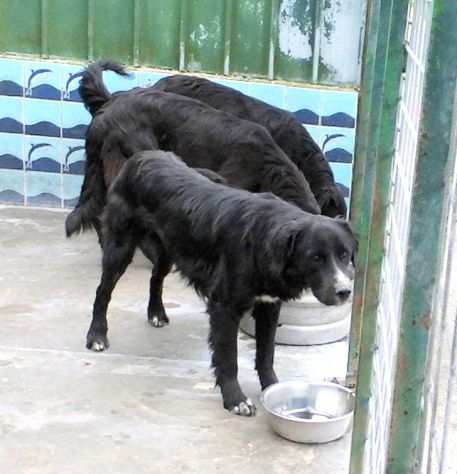 CANE IN ADOZIONE GEORGIE