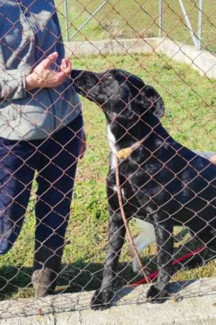 CANE IN ADOZIONE GIULIANO