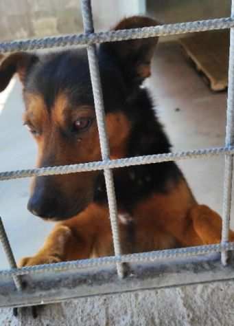 CANE IN ADOZIONE GRISU il lupetto abbandonato.