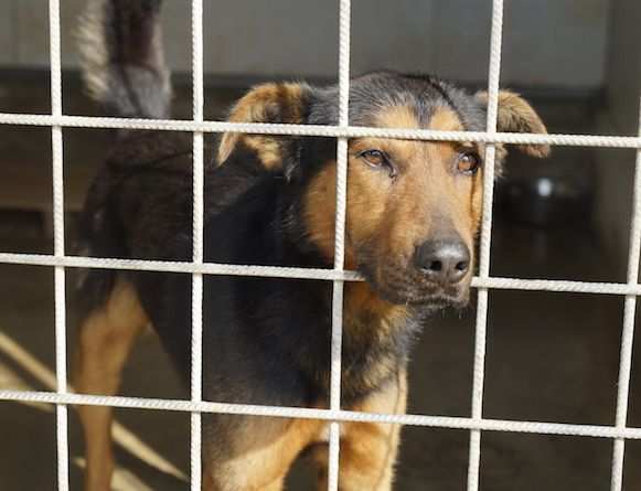 CANE IN ADOZIONE GRISU il lupetto abbandonato.