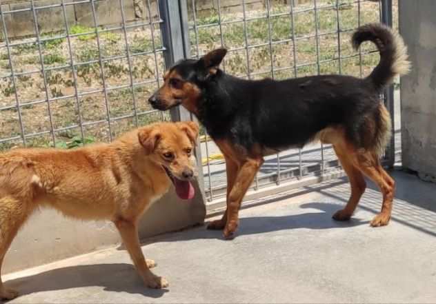 CANE IN ADOZIONE GRISU il lupetto abbandonato.