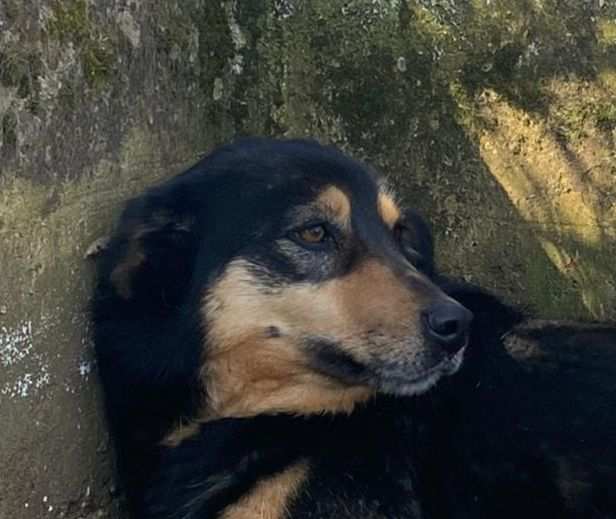 CANE IN ADOZIONE IL RIFIORIRE DI BRICIOLA