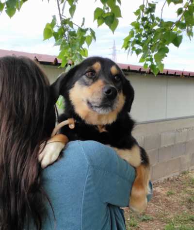 CANE IN ADOZIONE IL RIFIORIRE DI BRICIOLA