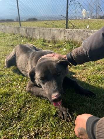 CANE IN ADOZIONE LEO dolce carbonello