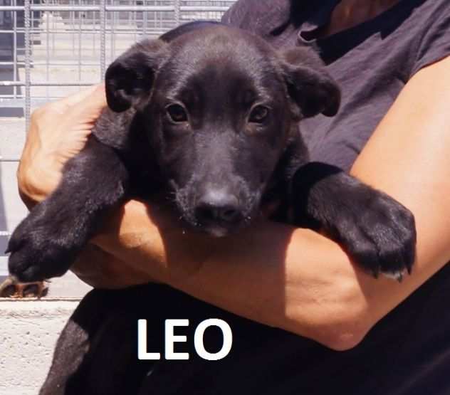 CANE IN ADOZIONE LEO dolce carbonello