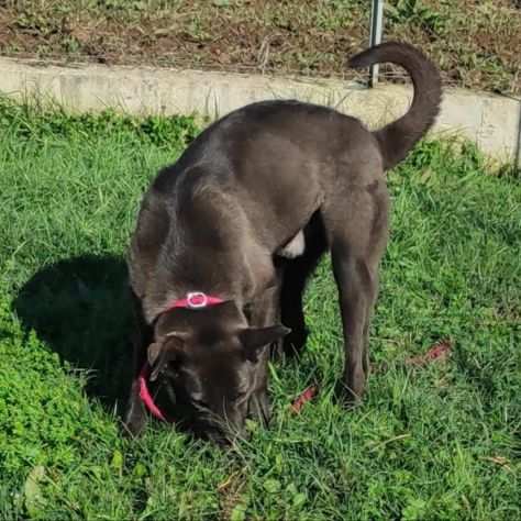 CANE IN ADOZIONE LEO dolce carbonello