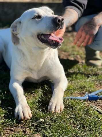 CANE IN ADOZIONE MIKA aspetta la sua occasione.