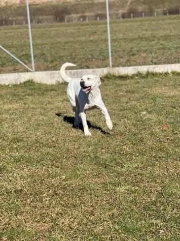 CANE IN ADOZIONE MIKA aspetta la sua occasione.