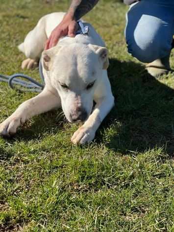 CANE IN ADOZIONE MIKA aspetta la sua occasione.