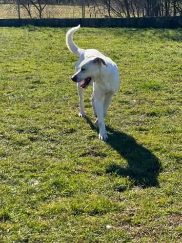 CANE IN ADOZIONE MIKA aspetta la sua occasione.