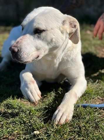 CANE IN ADOZIONE MIKA aspetta la sua occasione.