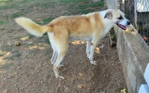 CANE IN ADOZIONE MILIS.