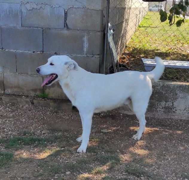 CANE IN ADOZIONE MILO, simil labrador, un funambulo curioso e tanto affettuoso.