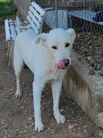 CANE IN ADOZIONE MILO, simil labrador, un funambulo curioso e tanto affettuoso.