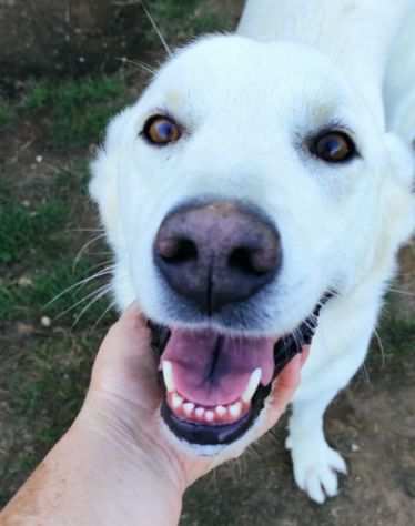 CANE IN ADOZIONE MILO, simil labrador, un funambulo curioso e tanto affettuoso.