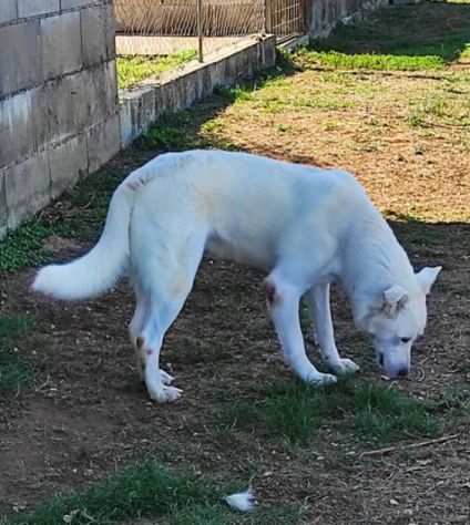 CANE IN ADOZIONE MILO, simil labrador, un funambulo curioso e tanto affettuoso.