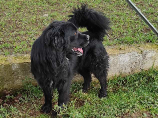 CANE IN ADOZIONE NADAL, adorabile tenerone.