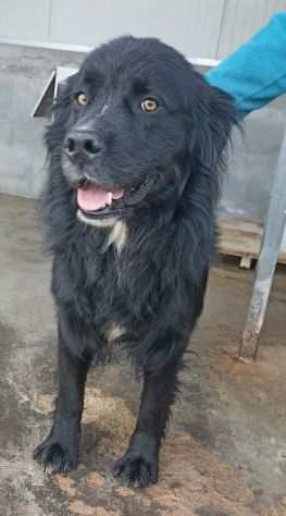 CANE IN ADOZIONE NADAL, giovane simil terranova.