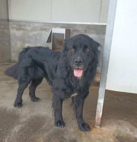 CANE IN ADOZIONE NADAL, giovane simil terranova.