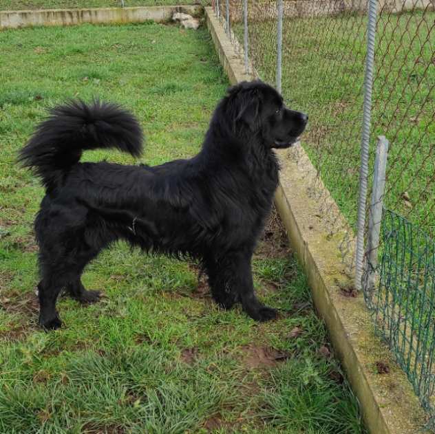 CANE IN ADOZIONE NADAL, giovane simil terranova.