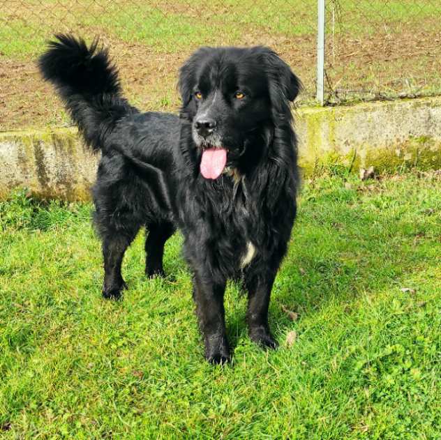 CANE IN ADOZIONE NADAL, giovane simil terranova.