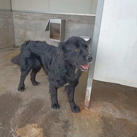 CANE IN ADOZIONE NADAL, giovane simil terranova.