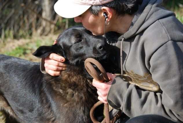 CANE IN ADOZIONE NADIA