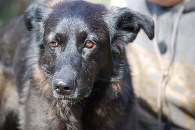 CANE IN ADOZIONE NADIA