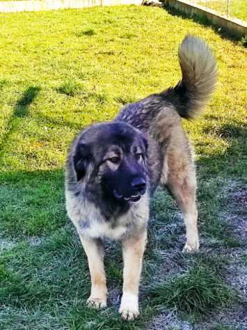 CANE IN ADOZIONE NENE ed ETTA, simil pastore del Caucaso, adozione di coppia.