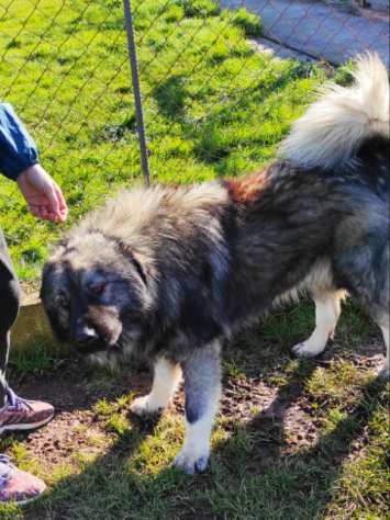 CANE IN ADOZIONE NENE ed ETTA, simil pastore del Caucaso, adozione di coppia.