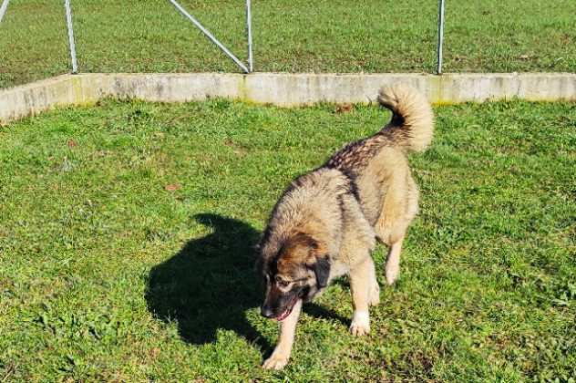 CANE IN ADOZIONE NENE ed ETTA, simil pastore del Caucaso, adozione di coppia.