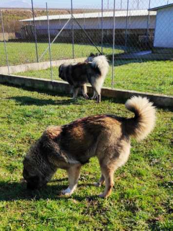 CANE IN ADOZIONE NENE ed ETTA, simil pastore del Caucaso, adozione di coppia.