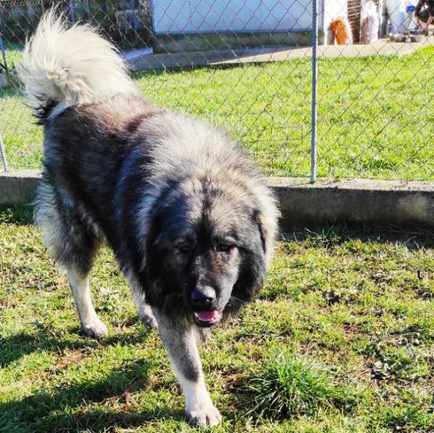 CANE IN ADOZIONE NENE ed ETTA, simil pastore del Caucaso, adozione di coppia.