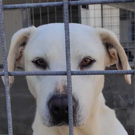 CANE IN ADOZIONE NEVE, splendida simil dogo