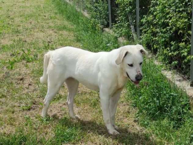 CANE IN ADOZIONE NEVE, splendida simil dogo